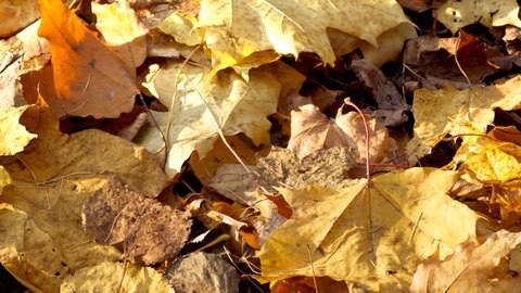 Herbstlaub