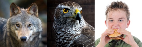 Wolf, Raubvogel, Junge isst Hamburger