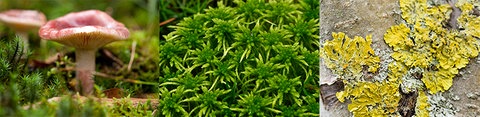 Pilz, Moos, Flechte