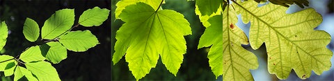Buchenblätter, Ahornblätter, Eichenblatt