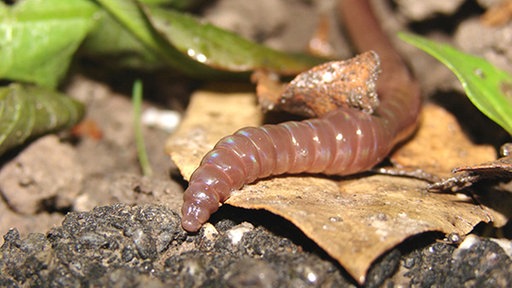 Regenwurm