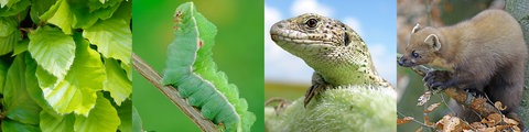 Vier Bilder nebeneinander, von links nach rechts: Laubblätter, eine Raupe, eine Eidechse und ein Marder.
