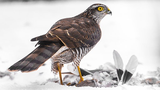 Raubvogel verspeist anderen Vogel