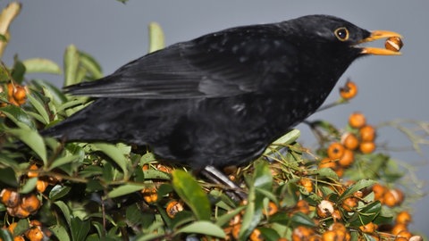 Amsel frisst Vogelbeere