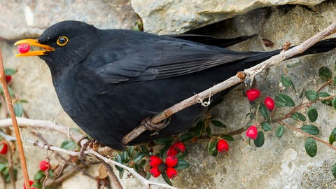 Amsel - einer der sogenannten Standvögel, die in Deutschland überwintern. 