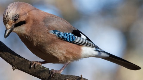 Eichelhäher - einer der sogenannten Standvögel, die in Deutschland überwintern. 
