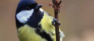 Eine Kohlmeise, die sich an einen senkrechten Zweig klammert.