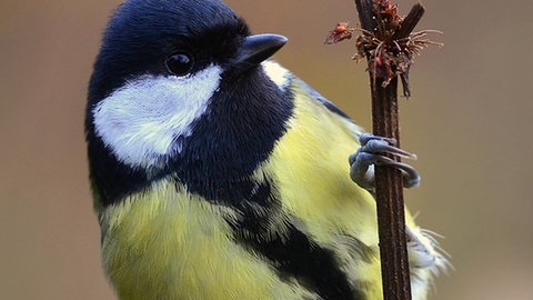 Eine Kohlmeise, die sich an einen senkrechten Zweig klammert.