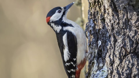 Buntspecht - einer der sogenannten Standvögel, die in Deutschland überwintern. 