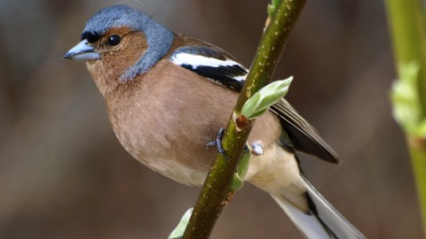 Buchfink - einer der sogenannten Standvögel, die in Deutschland überwintern. 