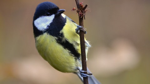 Kohlmeise  - einer der sogenannten Standvögel, die in Deutschland überwintern. 