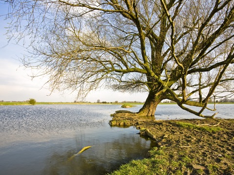 Weiden