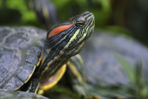 Rotwangenschildkröte