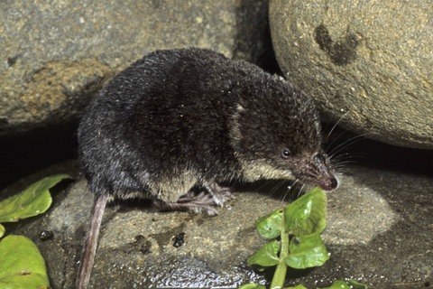 Wasserspitzmaus