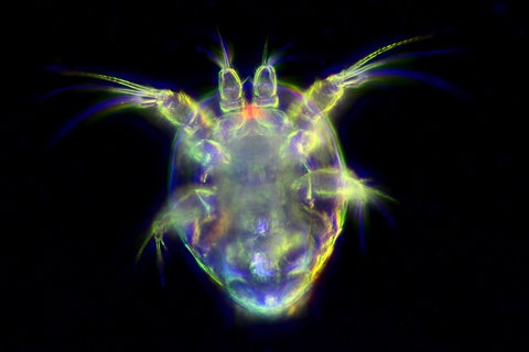 Naupliuslarve