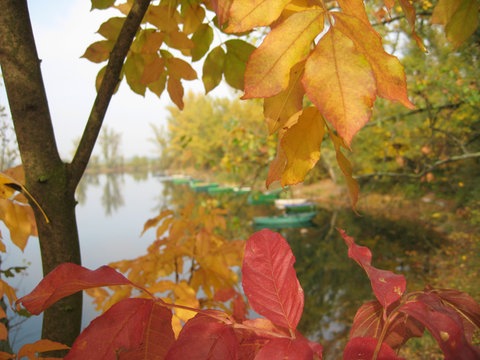 See im Herbst