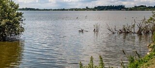 Das Ufer eines Sees: Im Vordergrund Pflanzen im Wasser, im Hintergrund das andere Ufer. Wie kontrolliert man die Wasserqualität? Und was sagt sie über den Lebensräum aus? 