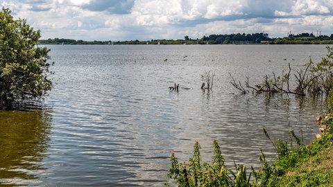 Das Ufer eines Sees: Im Vordergrund Pflanzen im Wasser, im Hintergrund das andere Ufer. Wie kontrolliert man die Wasserqualität? Und was sagt sie über den Lebensräum aus?