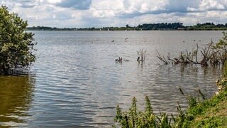 Das Ufer eines Sees: Im Vordergrund Pflanzen im Wasser, im Hintergrund das andere Ufer. Wie kontrolliert man die Wasserqualität? Und was sagt sie über den Lebensräum aus? 