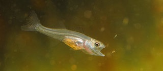 Ein kleiner, silberner Fisch im Wasser mit offenem Maul. Wie atmen Tiere unter Wasser? 