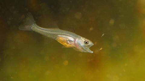 Ein kleiner, silberner Fisch im Wasser mit offenem Maul. Wie atmen Tiere unter Wasser?