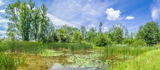 Ein Teich mit Seerosen und Schilf, im Hintergrund Bäume. Die Sonne scheint vom blauen Himmel. Welche Veränderungen und Kreisläufe gibt es in Seen?