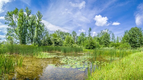 Ein Teich mit Seerosen und Schilf, im Hintergrund Bäume. Die Sonne scheint vom blauen Himmel. Welche Veränderungen und Kreisläufe gibt es in Seen?