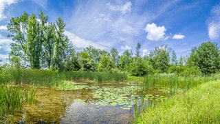 Ein Teich mit Seerosen und Schilf, im Hintergrund Bäume. Die Sonne scheint vom blauen Himmel. Welche Veränderungen und Kreisläufe gibt es in Seen?