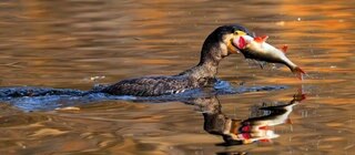 Ein Kormoran mit einem Fisch im Maul. Der Kormoran schwimmt auf einem See. Die untergehende Sonne spiegelt sich im Wasser. Seen bieten vielen Pflanzen und Tieren einen Lebensraum. 