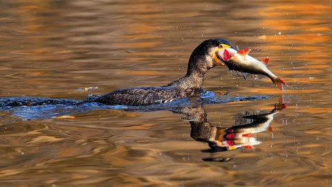 Ein Kormoran mit einem Fisch im Maul. Der Kormoran schwimmt auf einem See. Die untergehende Sonne spiegelt sich im Wasser. Seen bieten vielen Pflanzen und Tieren einen Lebensraum.