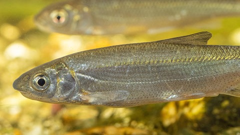 Zwei Nasen unter Wasser in Nahaufnahme.
