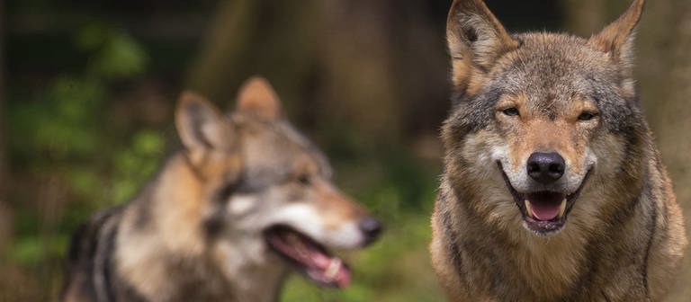 Zwei Wölfe von vorne in einem Wald fotografiert, einer guckt zur Seite, der andere freundlich in die Kamera. (Foto: Colourbox)