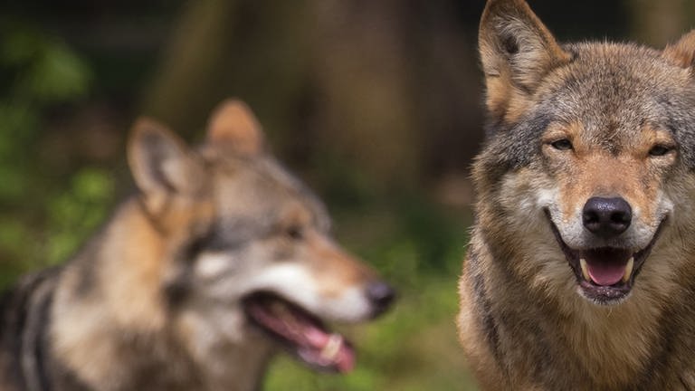 Zwei Wölfe von vorne in einem Wald fotografiert, einer guckt zur Seite, der andere freundlich in die Kamera.
