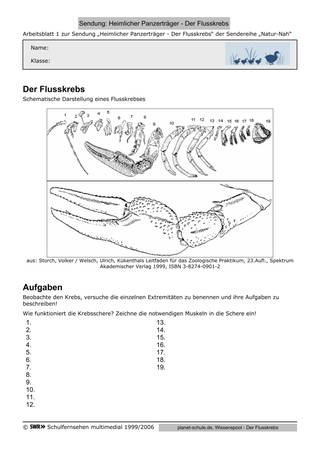 Arbeitsblatt 1: Der Flusskrebs - Exremitäten und ihre Aufgaben (Foto: )