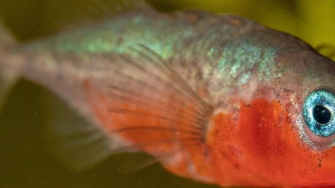 Ein silber-roter Fisch unter Wasser in Nahaufnahme. (Foto: Imago/blickwinkel)