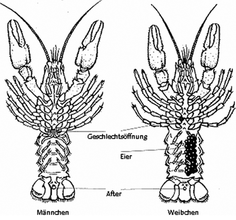 Abbildung des Skeletts von männlichen und weiblichen Edelkrebsen. (Foto: 1980 by Parey Buchverlag im Blackwell Wissenschafts-Verlag GmbH, Berlin)