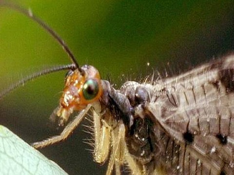 Köcherfliege (Foto: SWR - Screenshot aus der Sendung)