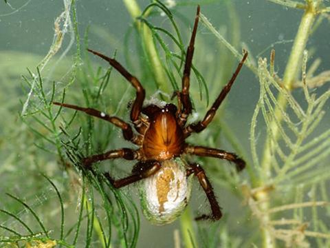 Wasserspinne (Foto: SWR - Screenshot aus der Sendung)