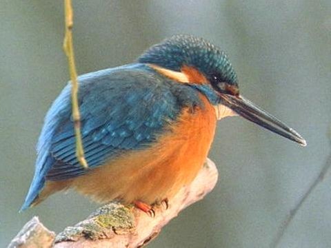 Eisvogel (Foto: SWR - Screenshot aus der Sendung)