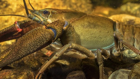 Ein Flusskrebs von der Seite.