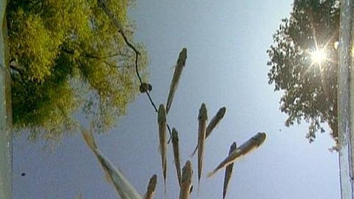 Schwarm junger Nasen