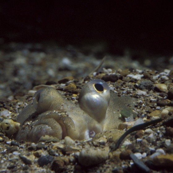 Bild eines Flunders im Boden eingegraben.