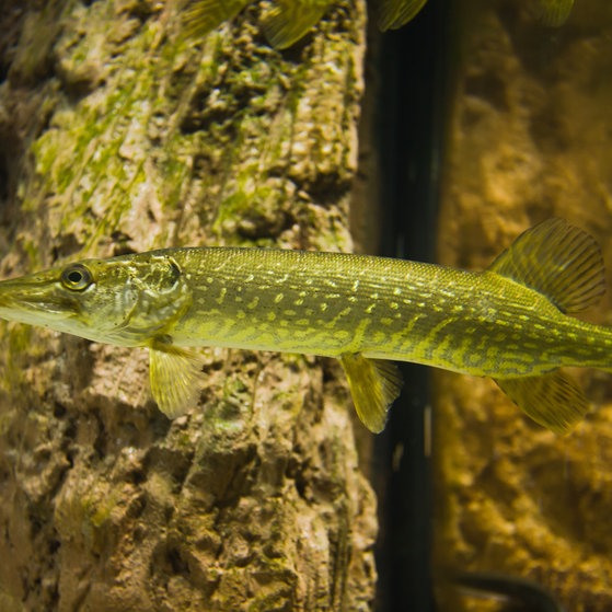 Bild eines Hechts unter Wasser.