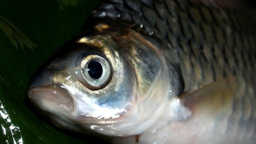 Eine Brachse in Nahaufnahme