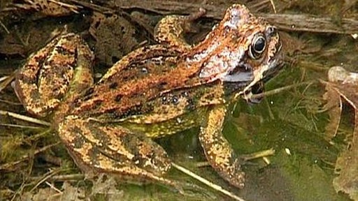 Es ist ein Grasfrosch im Wasser zu sehen.
