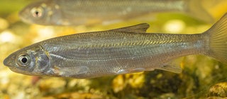 Zwei Nasen unter Wasser in Nahaufnahme.