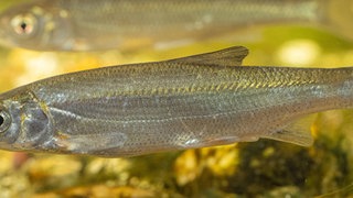 Zwei Nasen unter Wasser in Nahaufnahme.