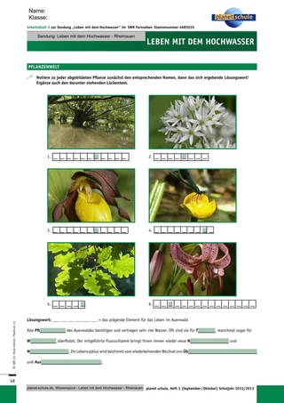 Arbeitsblatt 3: Pflanzenwelt der Rheinauen (Foto: )