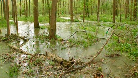 Auwald – Bäume stehen in flachem Wasser. (Foto: SWR – Screenshot aus der Sendung)
