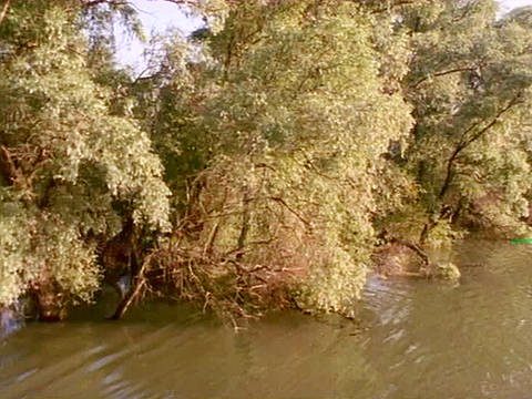 Ein Auenwald am Flussufer (Foto: SWR - Screenshot aus der Sendung)